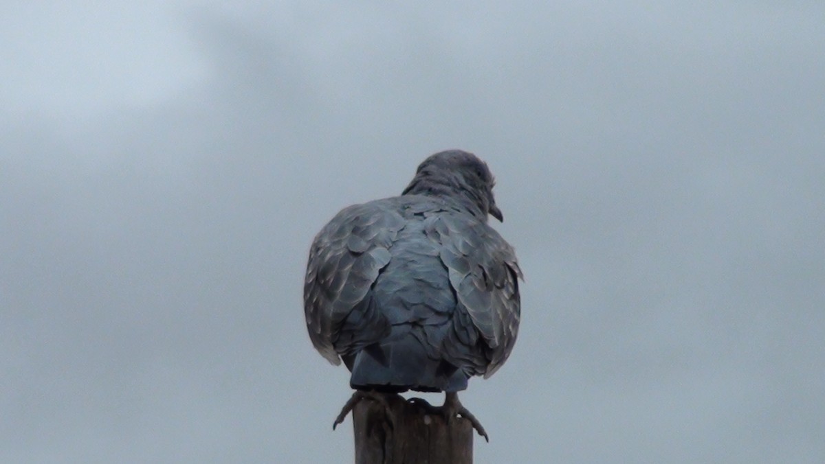 Spot-winged Pigeon - ML647666570