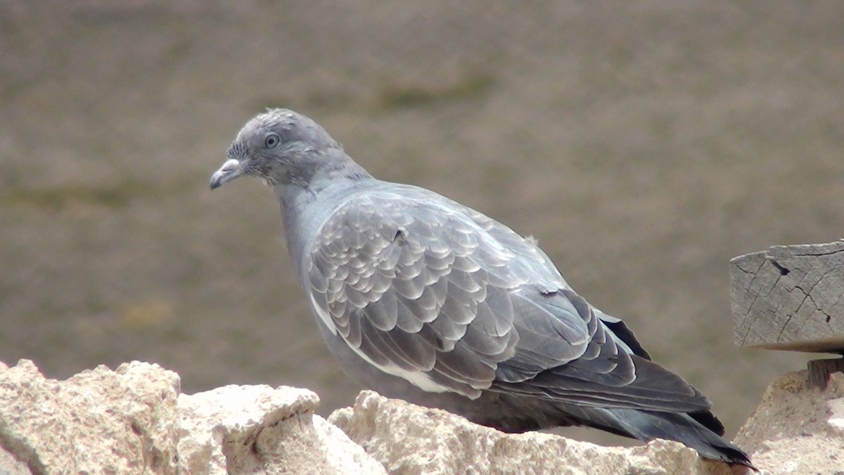 Spot-winged Pigeon - ML647666571