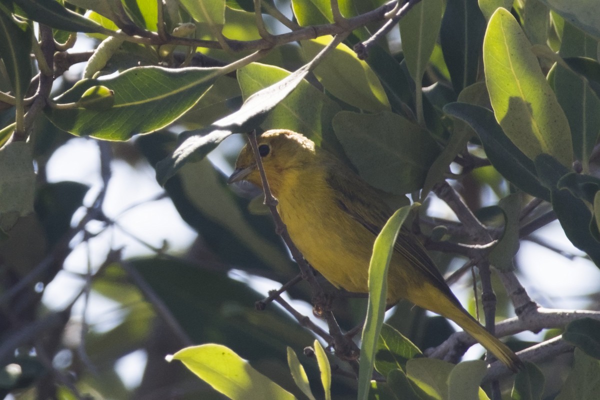 Mangrove Yellow Warbler - ML647666572