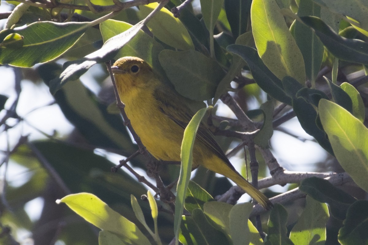 Mangrove Yellow Warbler - ML647666573