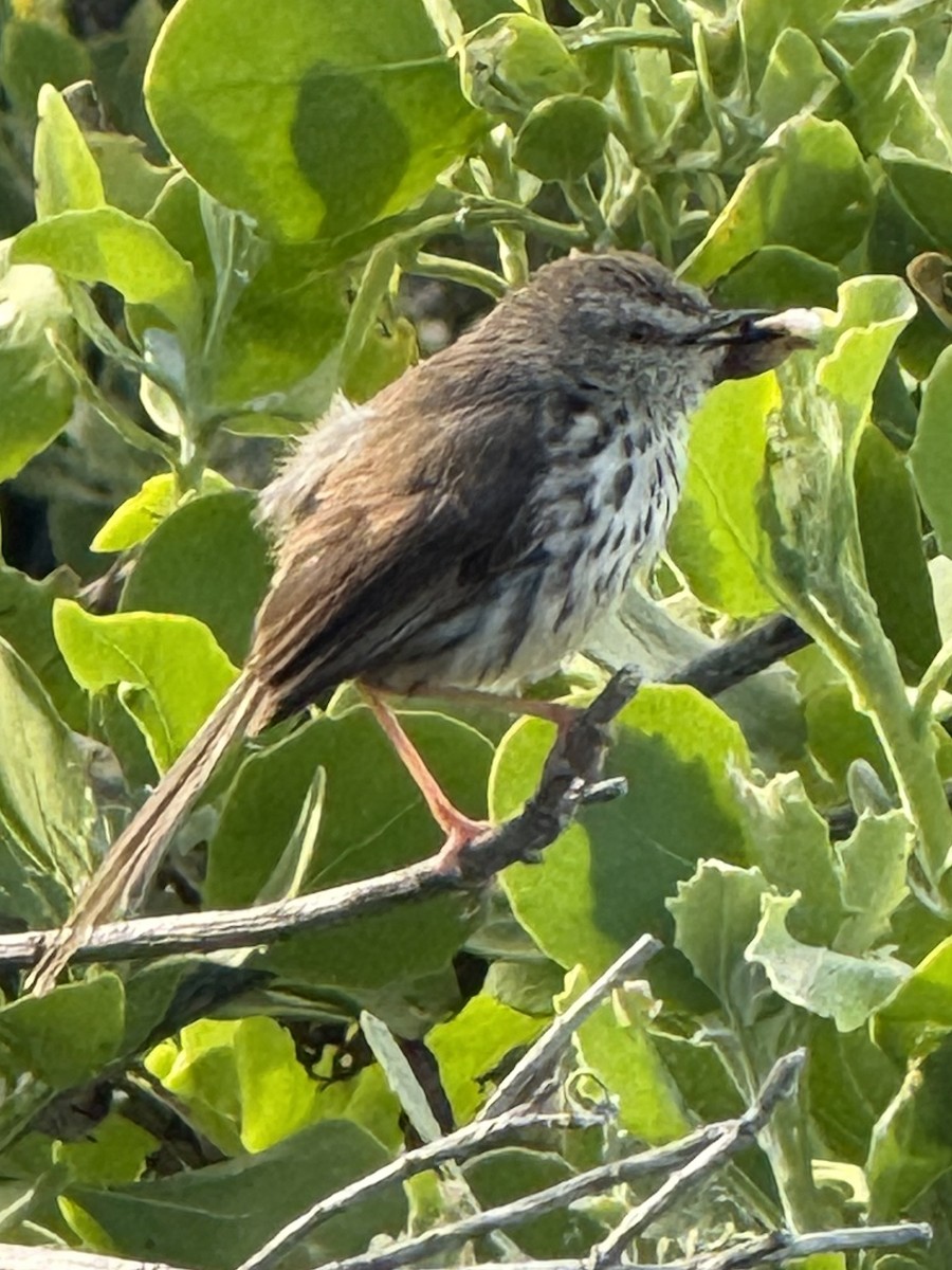 Karoo Prinia - ML647666574