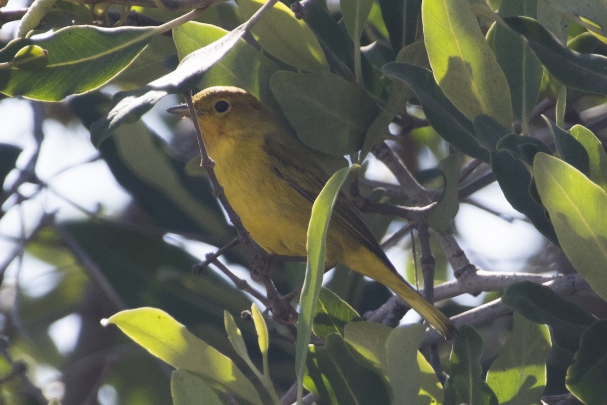 Mangrove Yellow Warbler - ML647666575