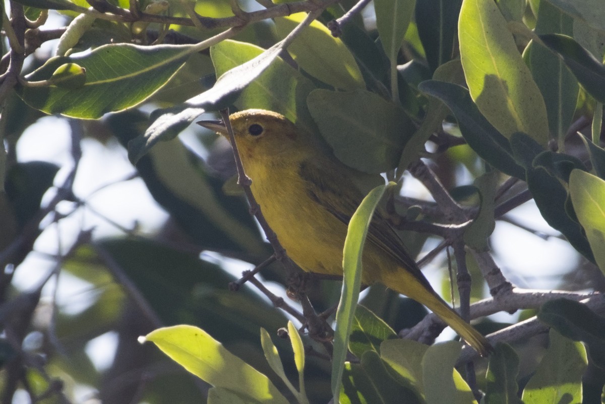 Mangrove Yellow Warbler - ML647666576
