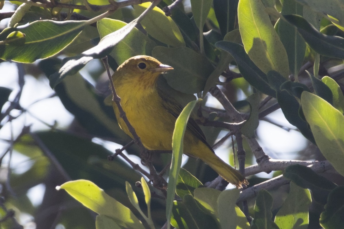 Mangrove Yellow Warbler - ML647666577