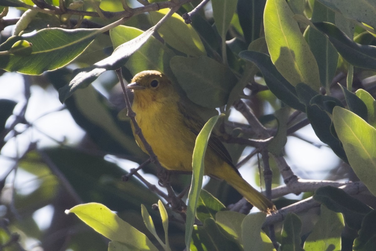 Mangrove Yellow Warbler - ML647666578