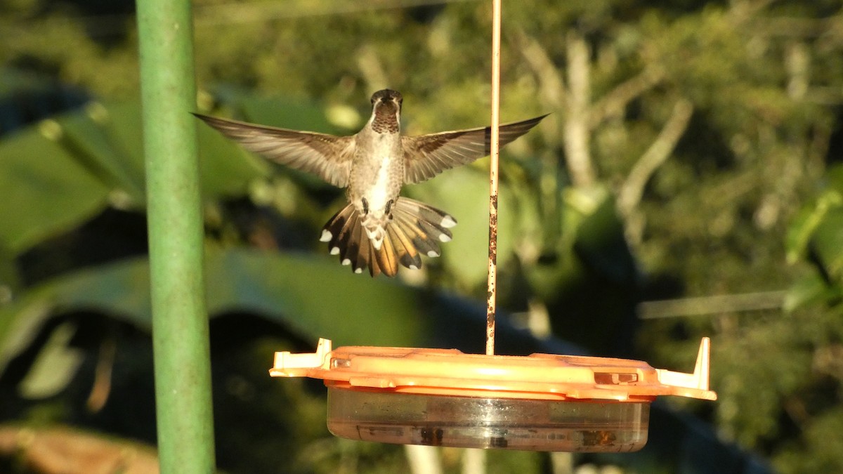 Plain-capped Starthroat - ML647666579