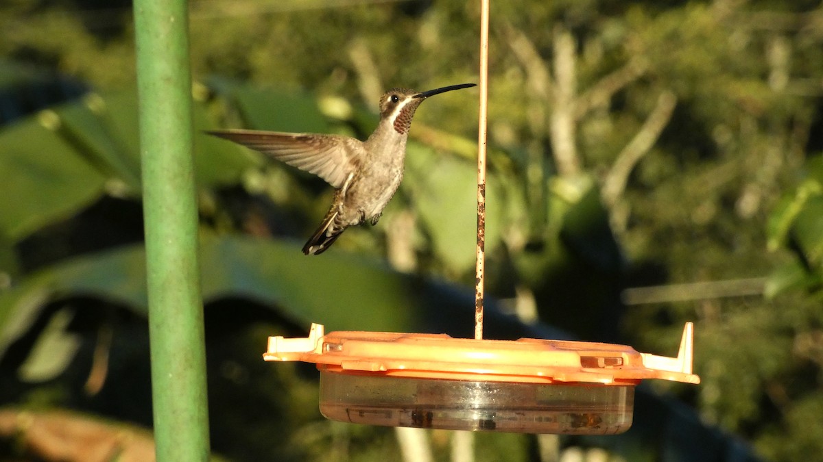 Plain-capped Starthroat - ML647666580