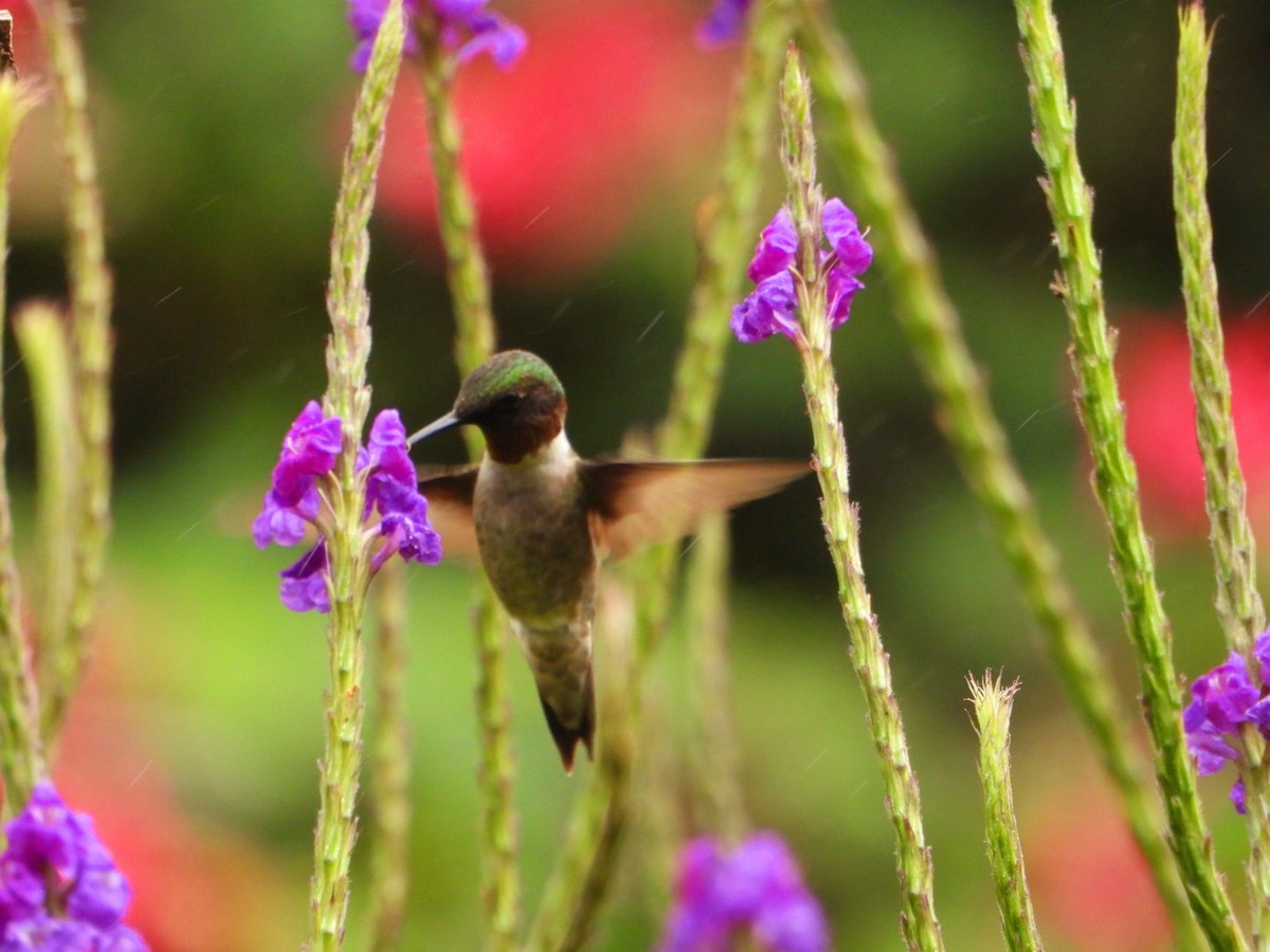 Ruby-throated Hummingbird - ML647666581