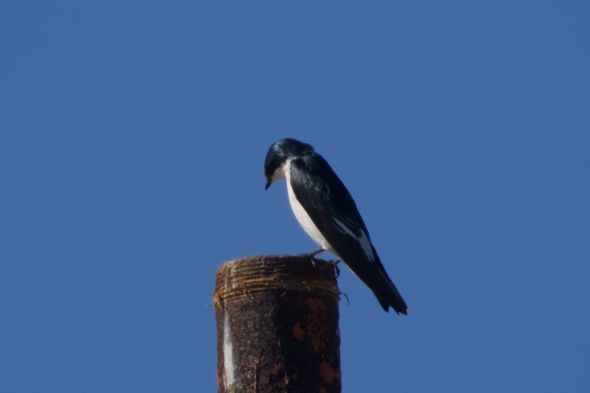 Mangrove Swallow - ML647666582