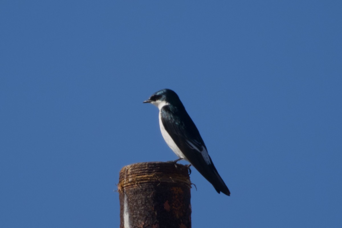 Mangrove Swallow - ML647666583