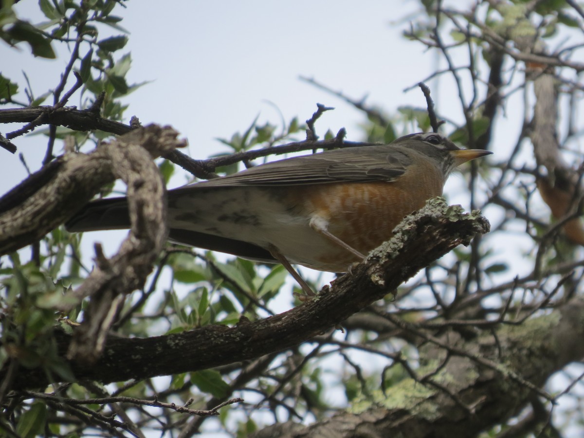 American Robin - ML647666588