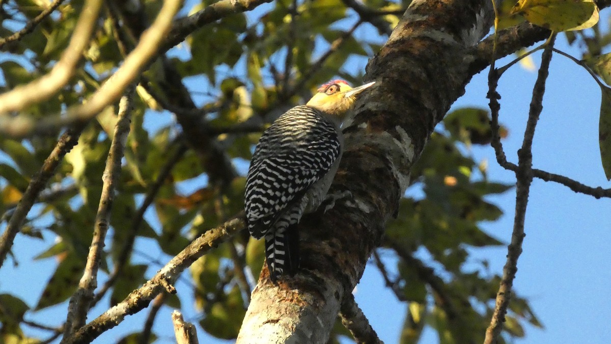 Golden-cheeked Woodpecker - ML647666590
