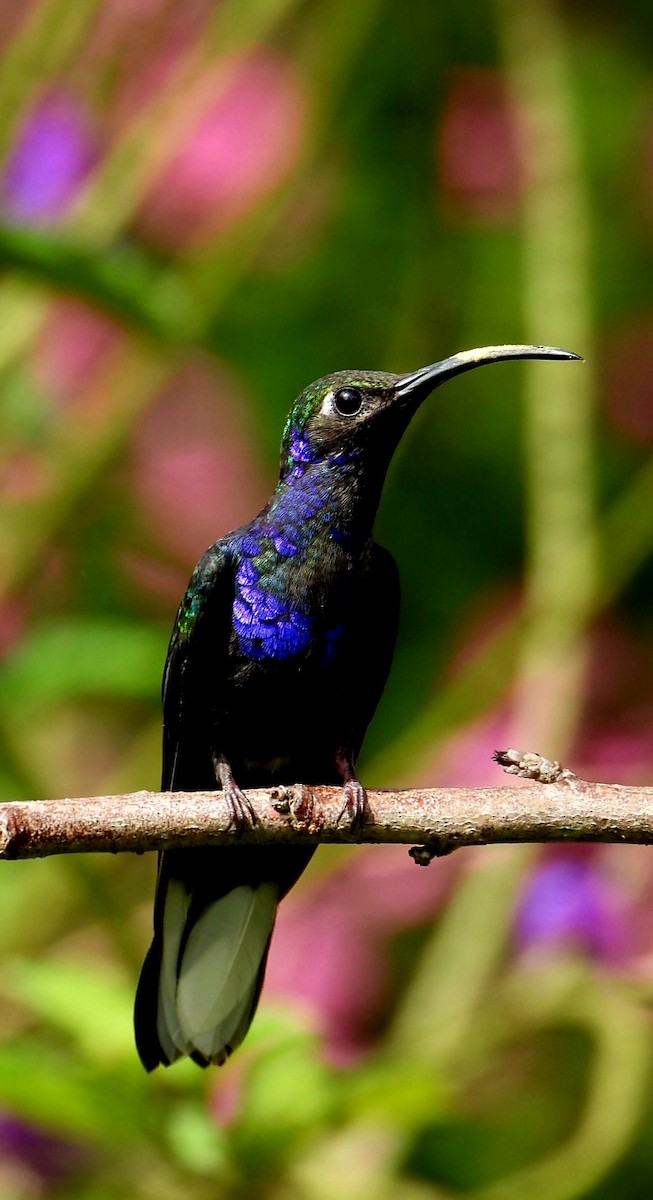 Violet Sabrewing - ML647666597