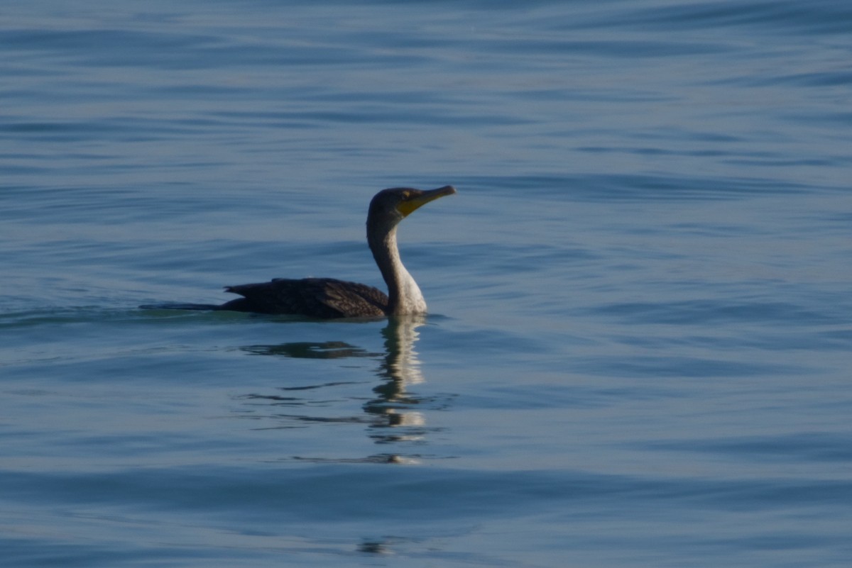 Cormorán Orejudo - ML647666621