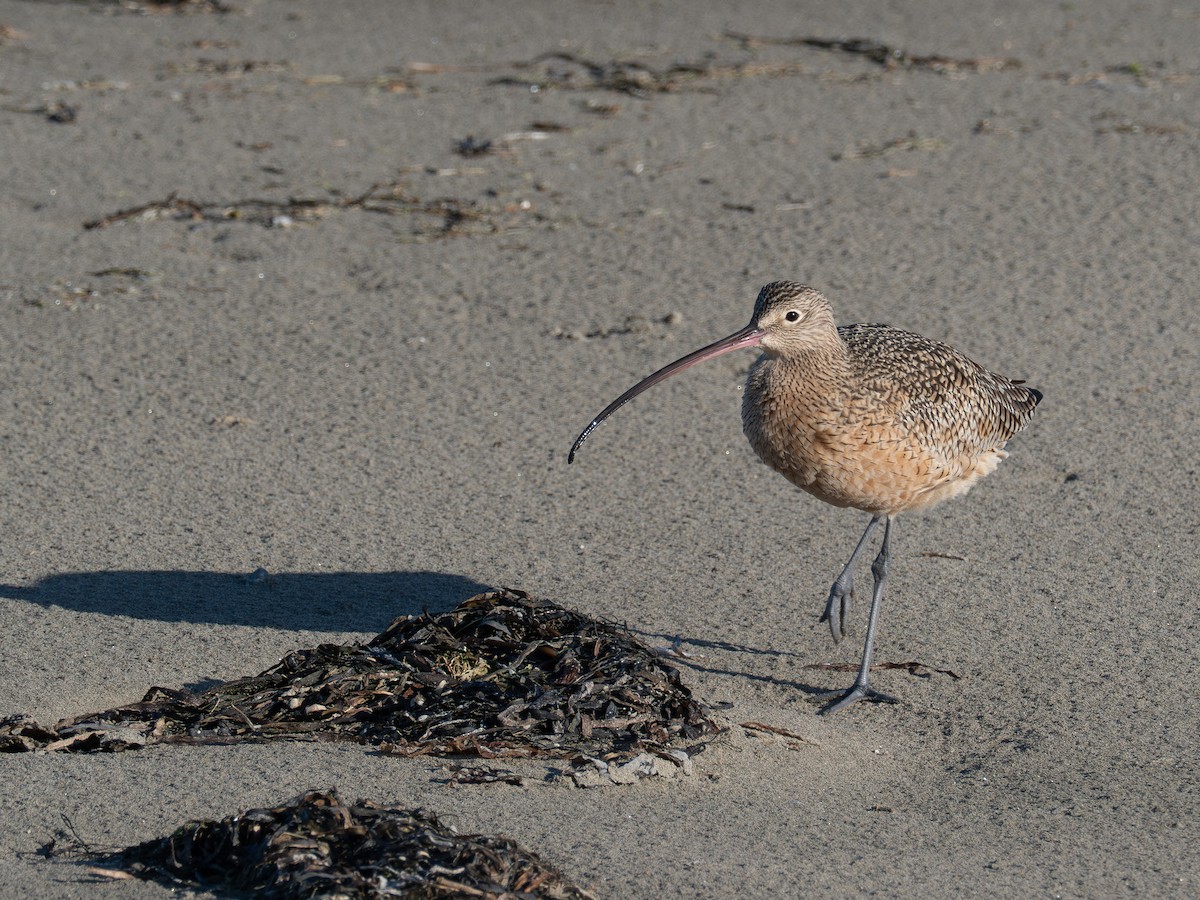 Кульон американський - ML647666634