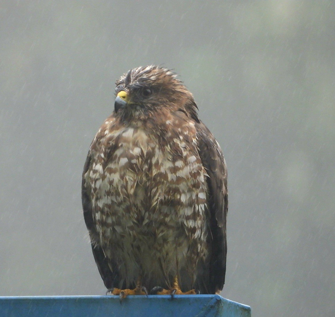 káně krahujová - ML647666636