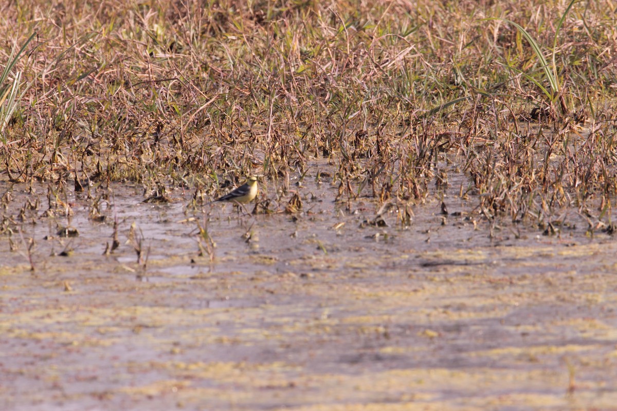 黃頭鶺鴒 - ML647666643