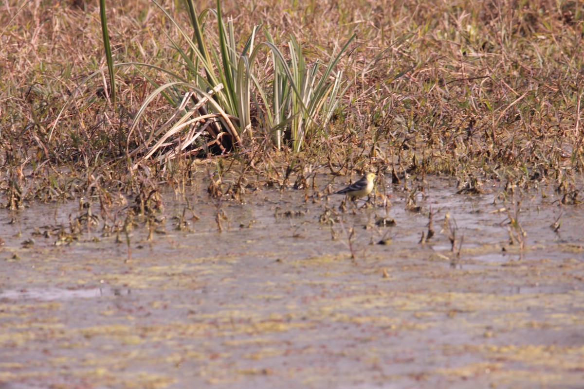 黃頭鶺鴒 - ML647666644