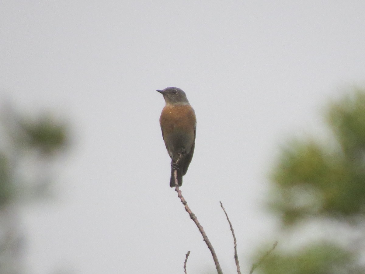 Western Bluebird - ML647666645