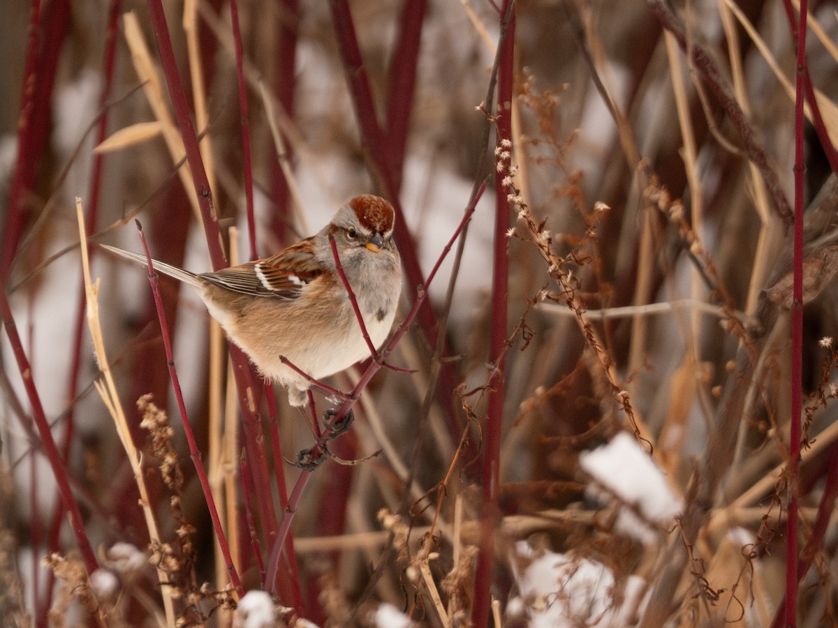 Пасовник північний - ML647666647