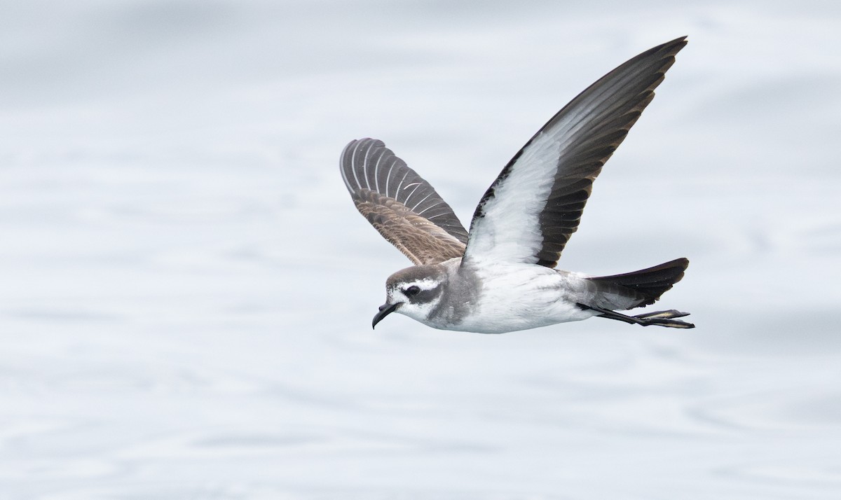 Weißgesicht-Sturmschwalbe - ML647666694