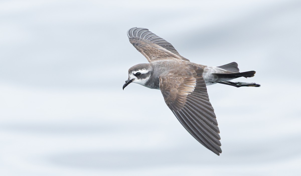 Weißgesicht-Sturmschwalbe - ML647666695