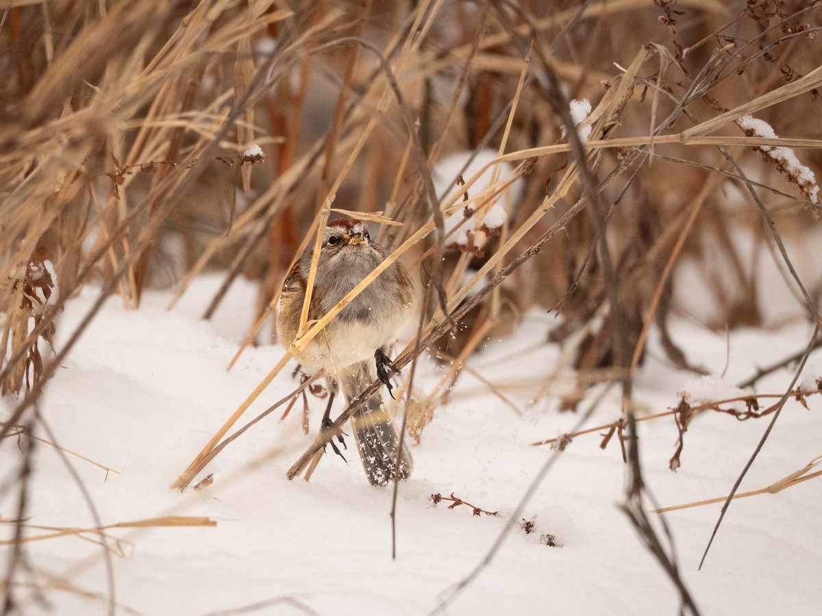 Пасовник північний - ML647666697