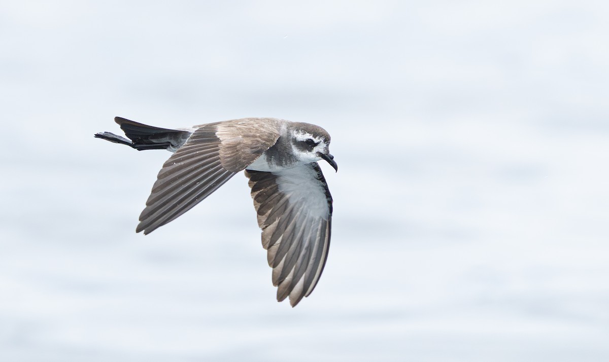 Weißgesicht-Sturmschwalbe - ML647666703