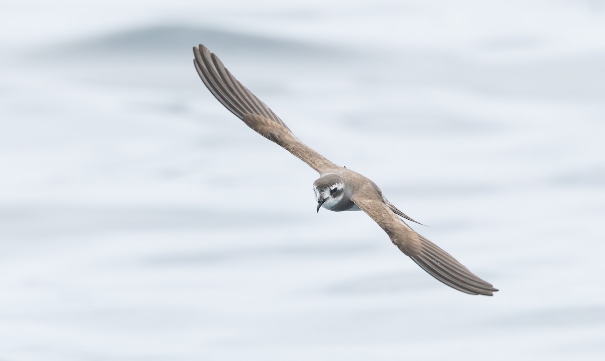 Weißgesicht-Sturmschwalbe - ML647666704