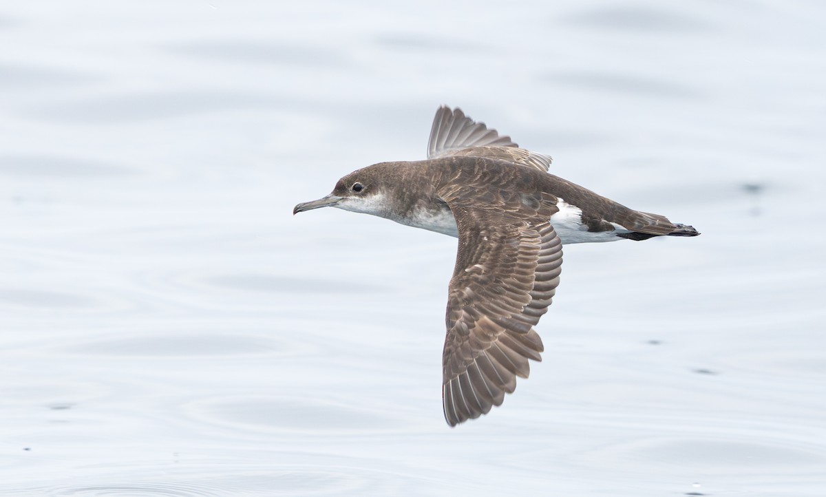Буревісник австралійський - ML647666714