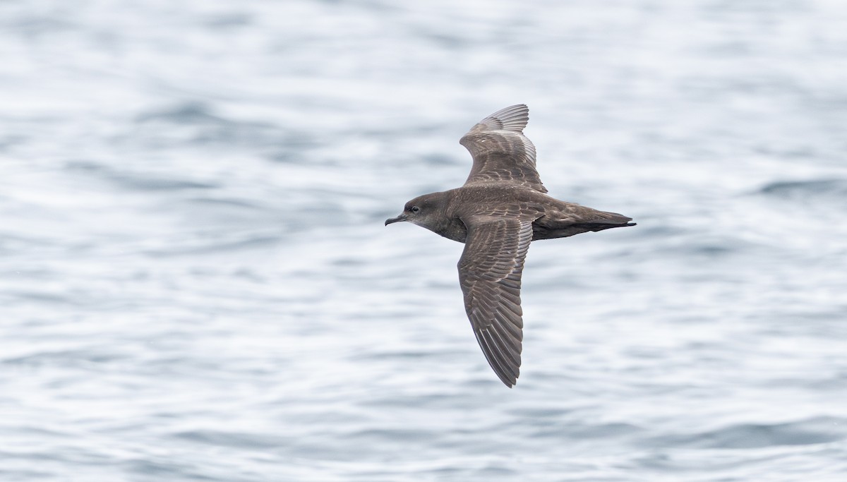 Буревісник тонкодзьобий - ML647666721