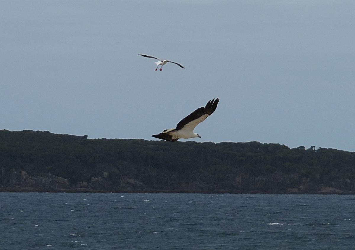 White-bellied Sea-Eagle - ML647666725