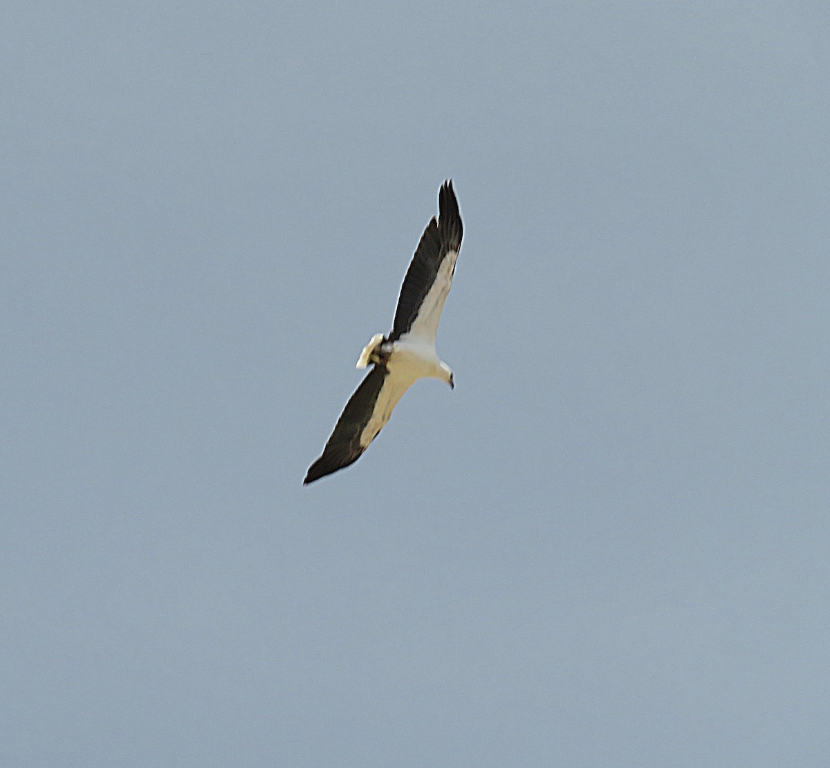 White-bellied Sea-Eagle - ML647666726