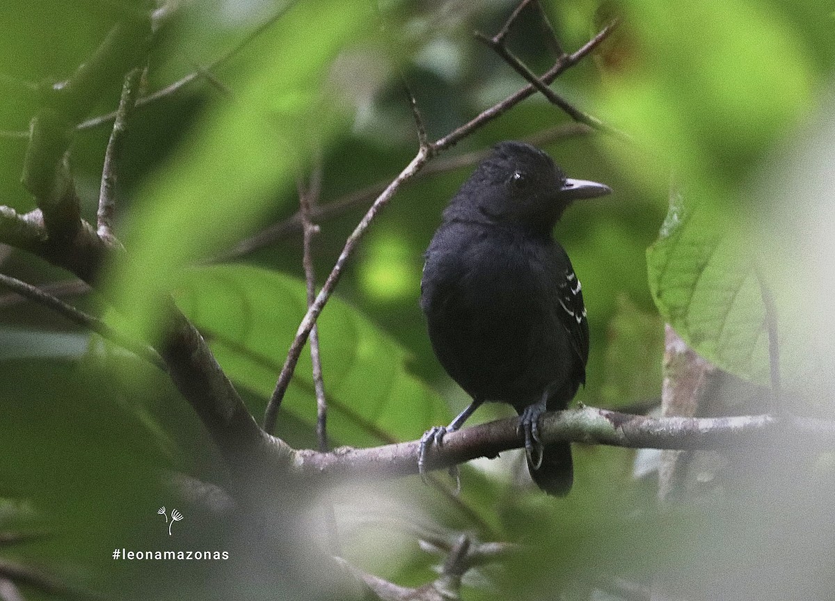 Black-headed Antbird (Amazonas) - ML647666729