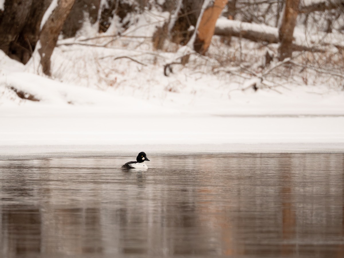 Common Goldeneye - ML647666731