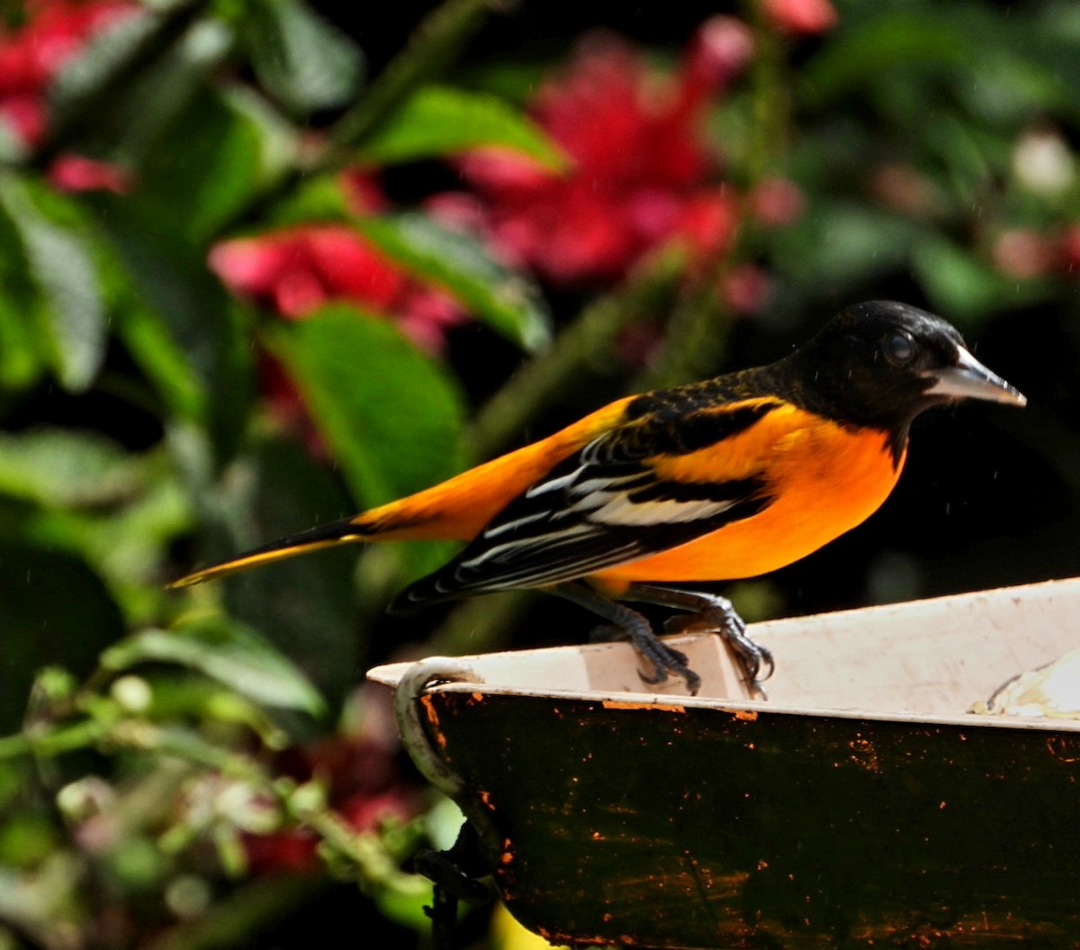 Baltimore Oriole - ML647666732