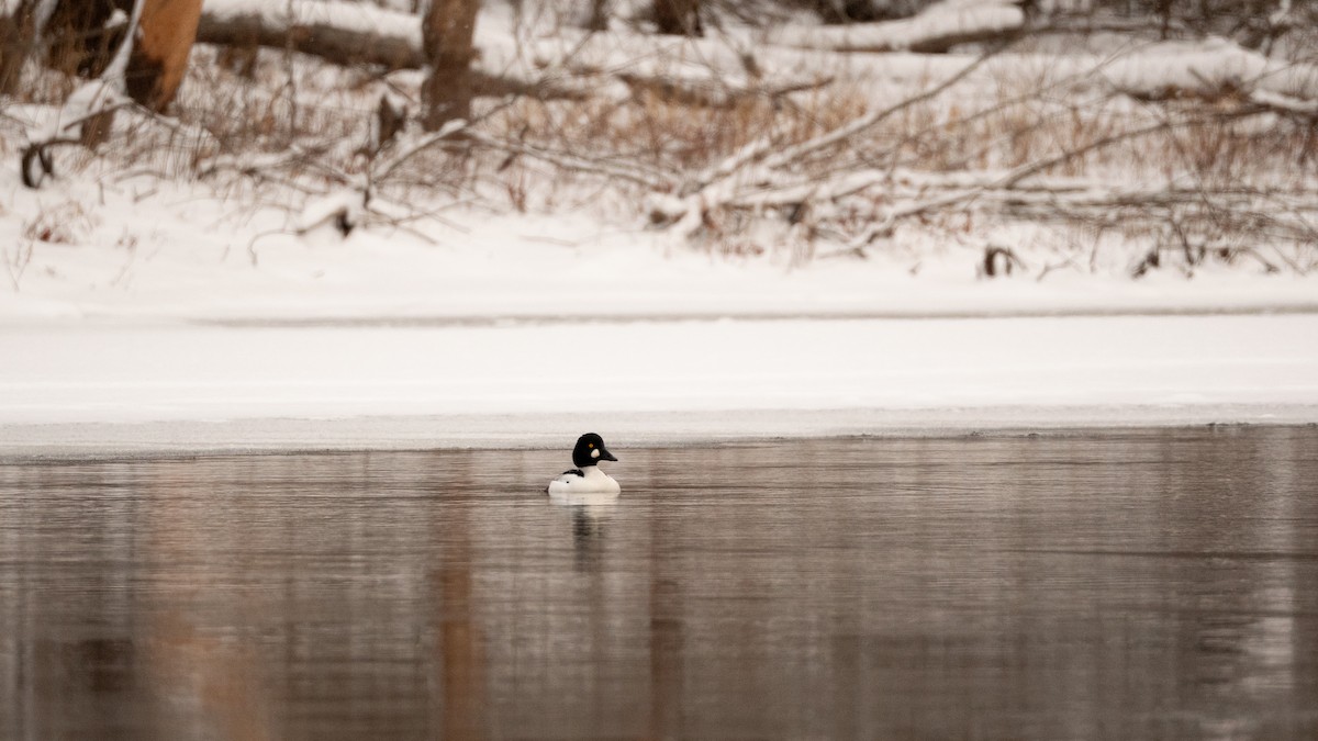 Common Goldeneye - ML647666734