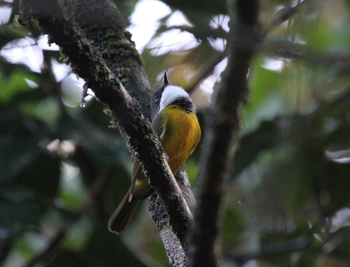 New Caledonian Whistler - ML647666735