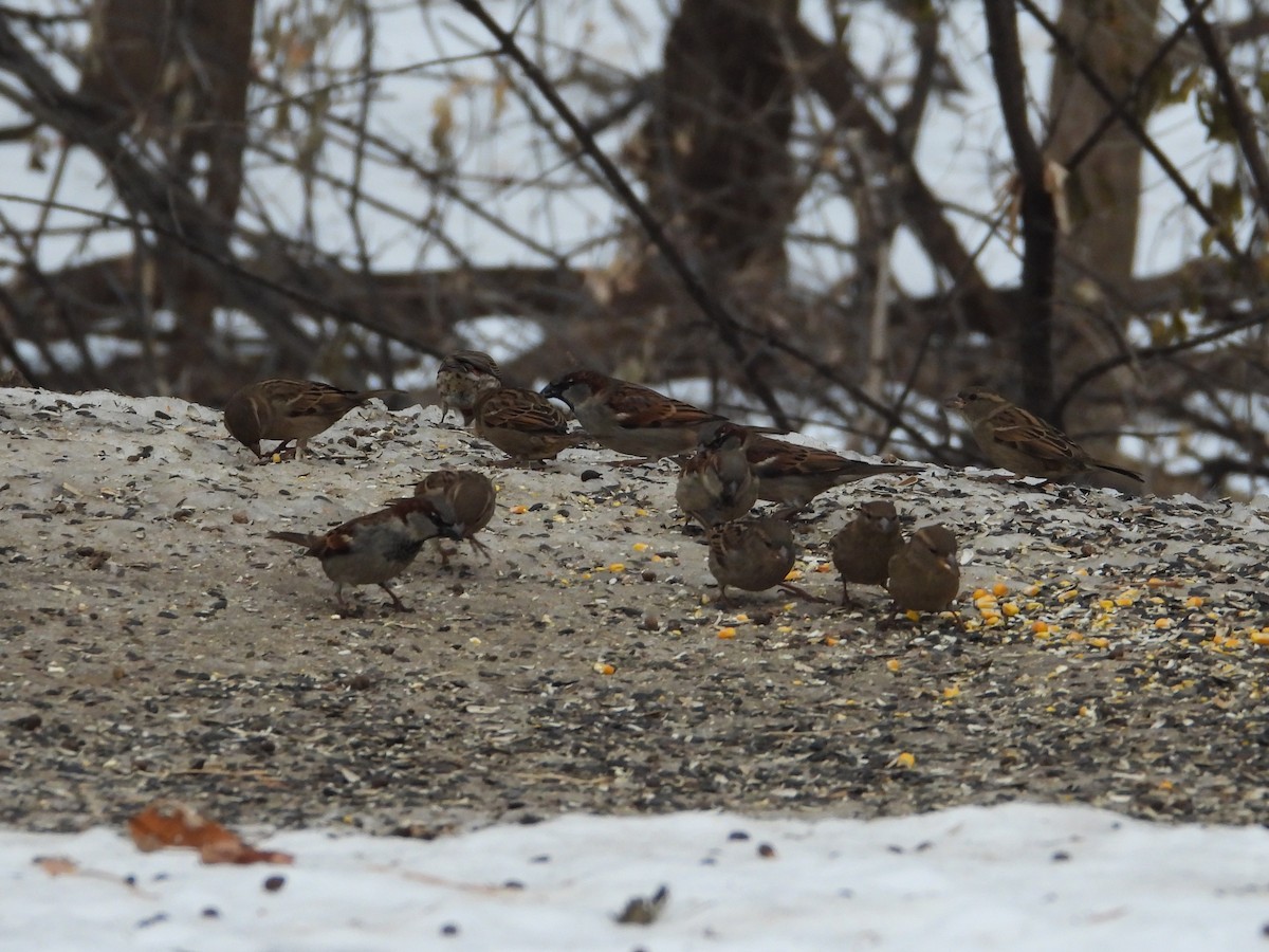 House Sparrow - ML647666736