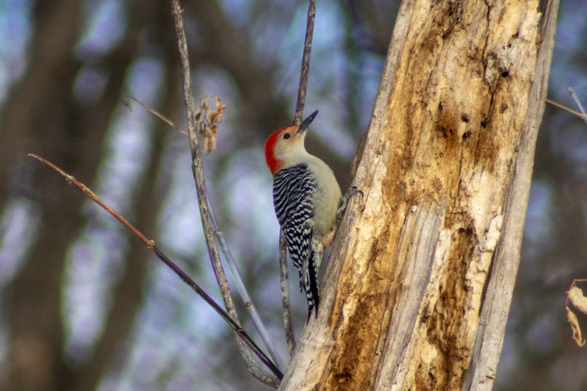 Red-bellied Woodpecker - ML647666740