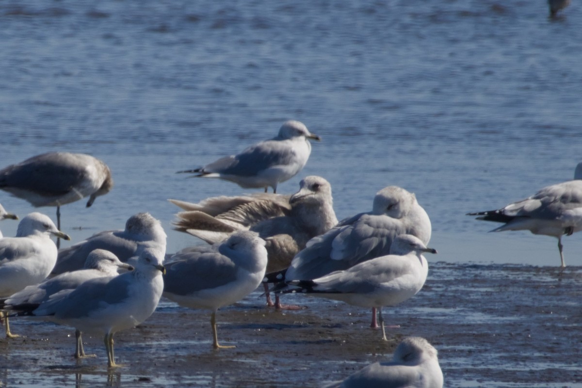 Glaucous-winged Gull - ML647666743