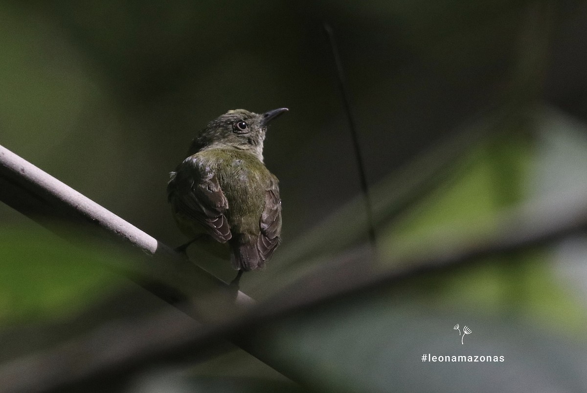 Dwarf Tyrant-Manakin - ML647666744