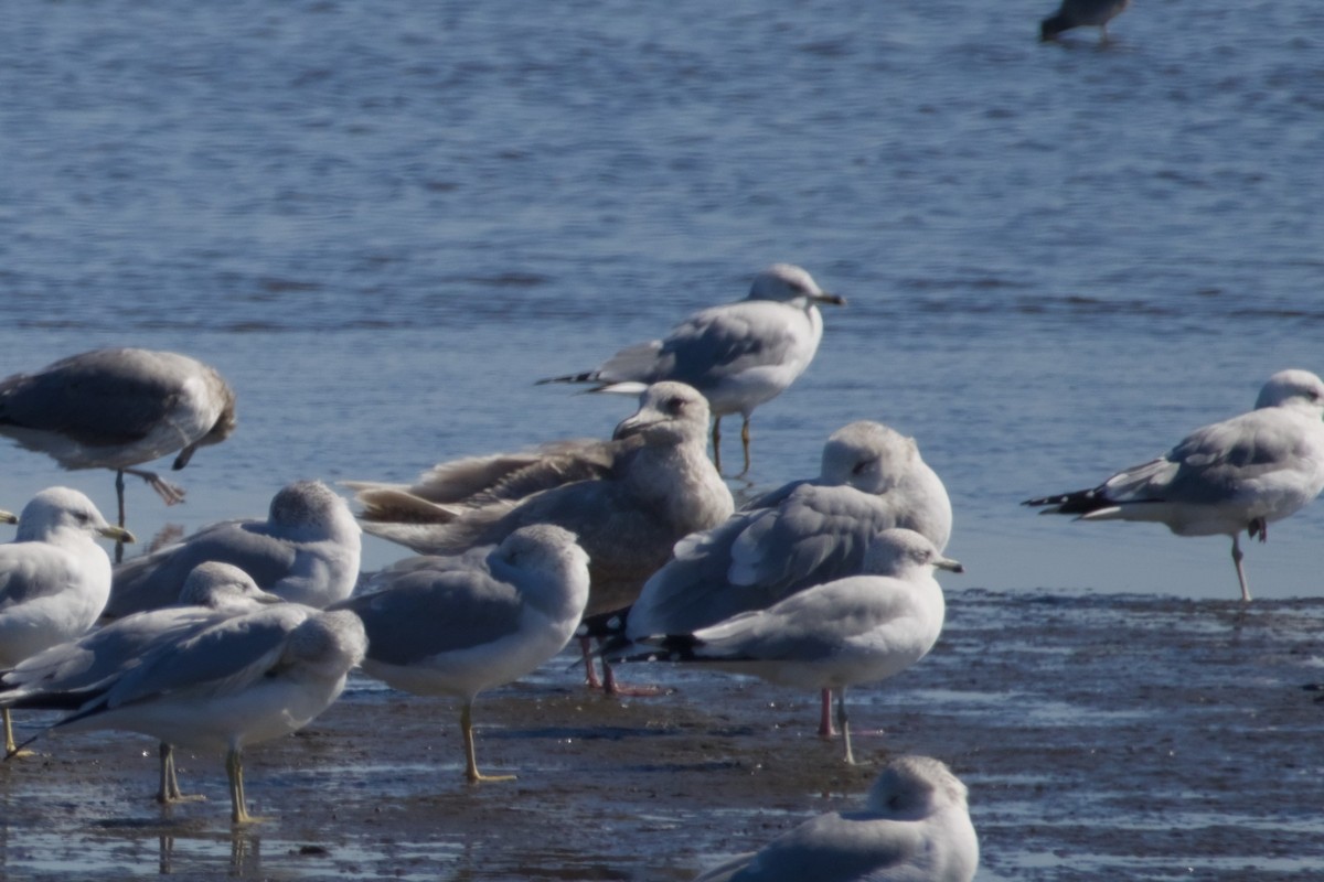 Glaucous-winged Gull - ML647666745