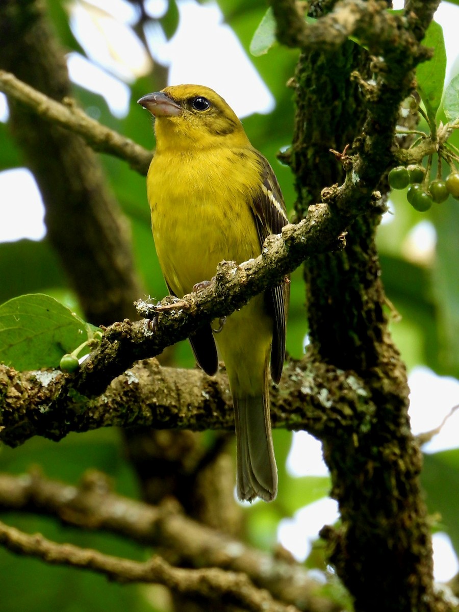 Flame-colored Tanager - ML647666746