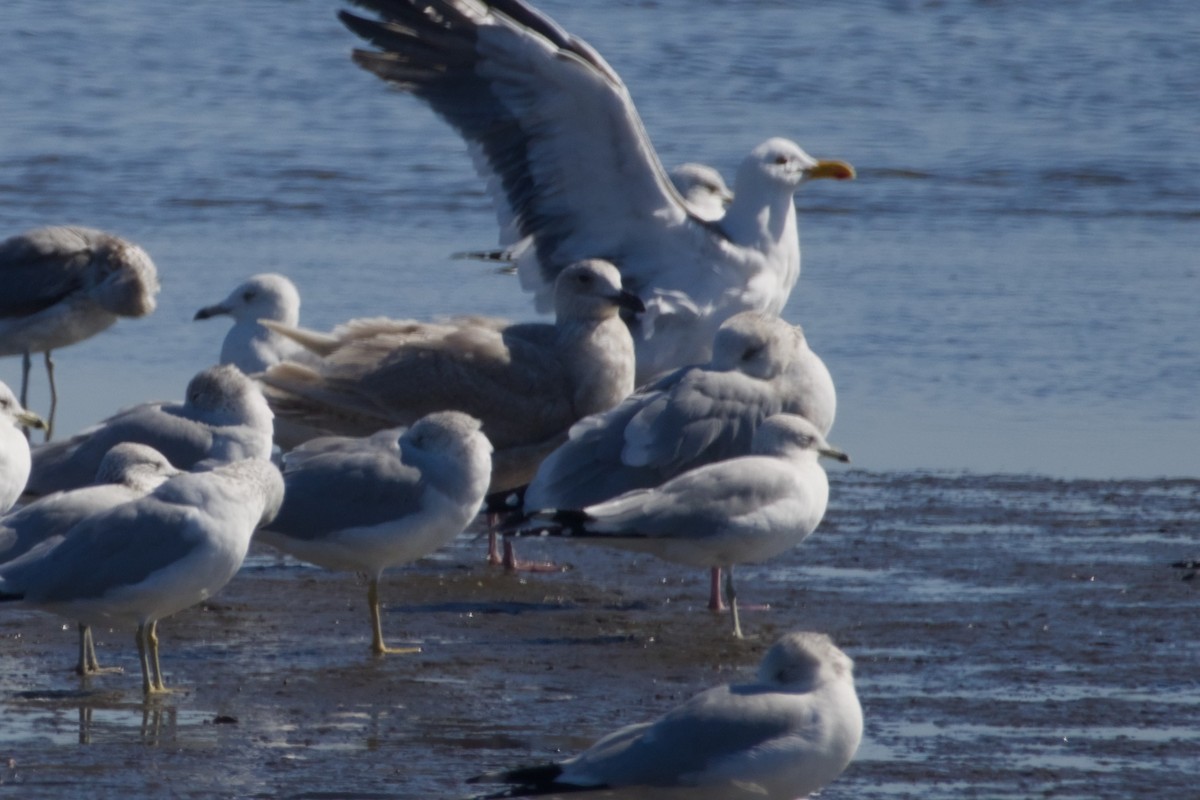 Glaucous-winged Gull - ML647666747