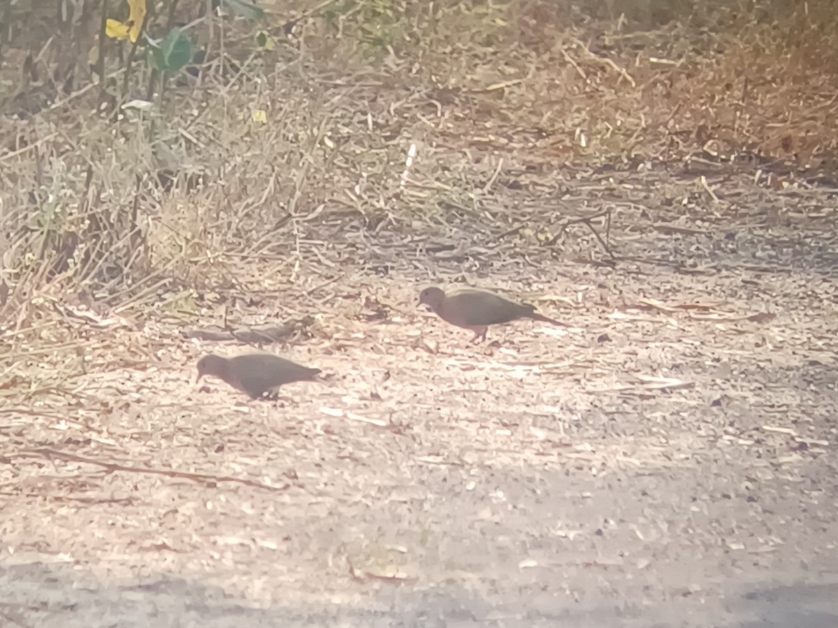 Laughing Dove - ML647666748