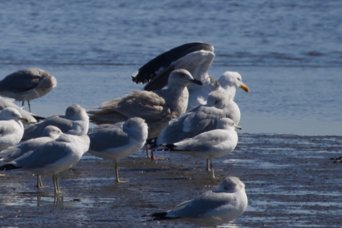 Glaucous-winged Gull - ML647666750
