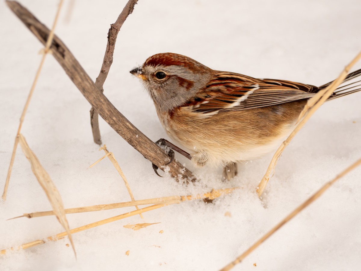 American Tree Sparrow - ML647666751