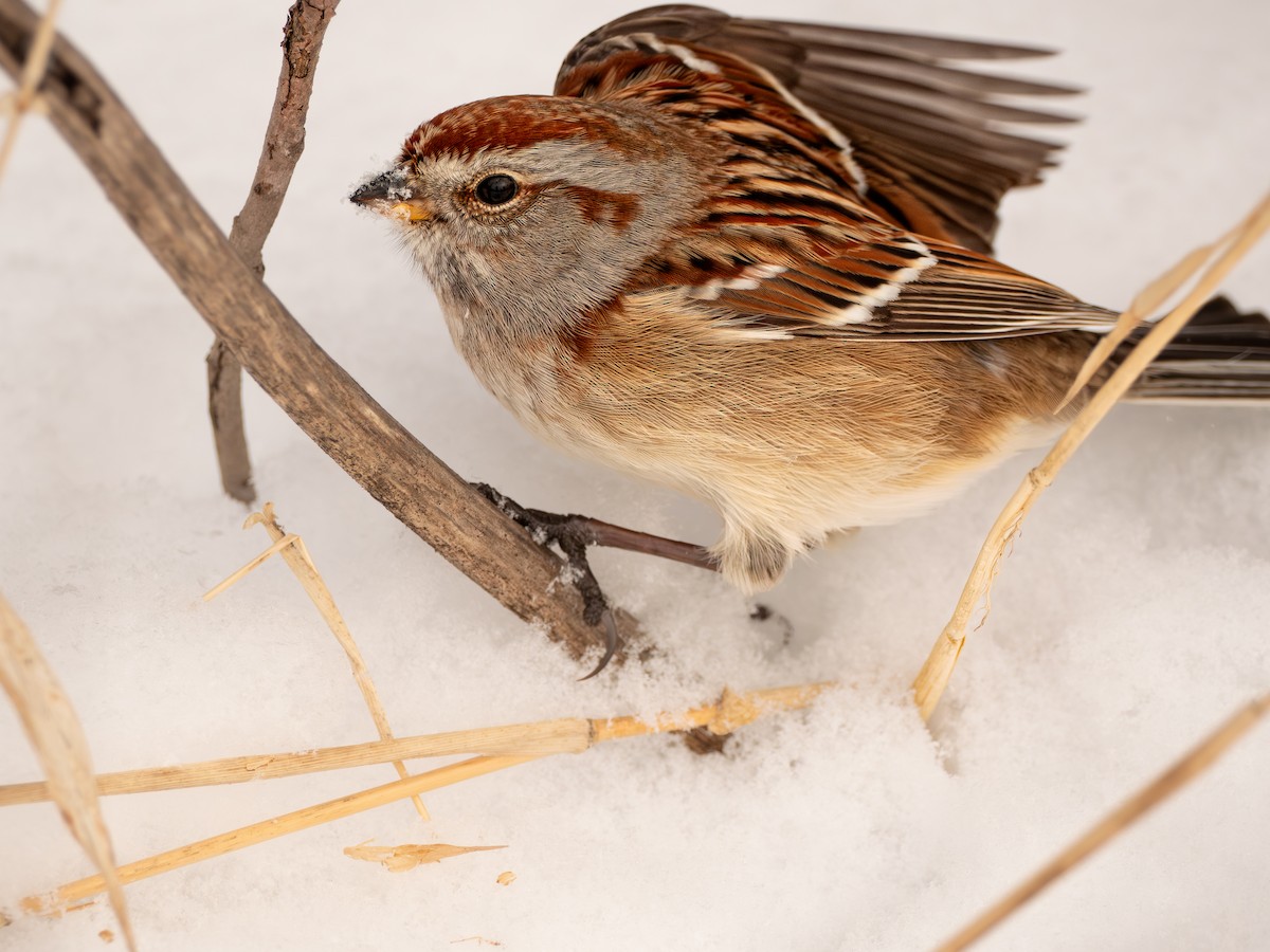 American Tree Sparrow - ML647666752