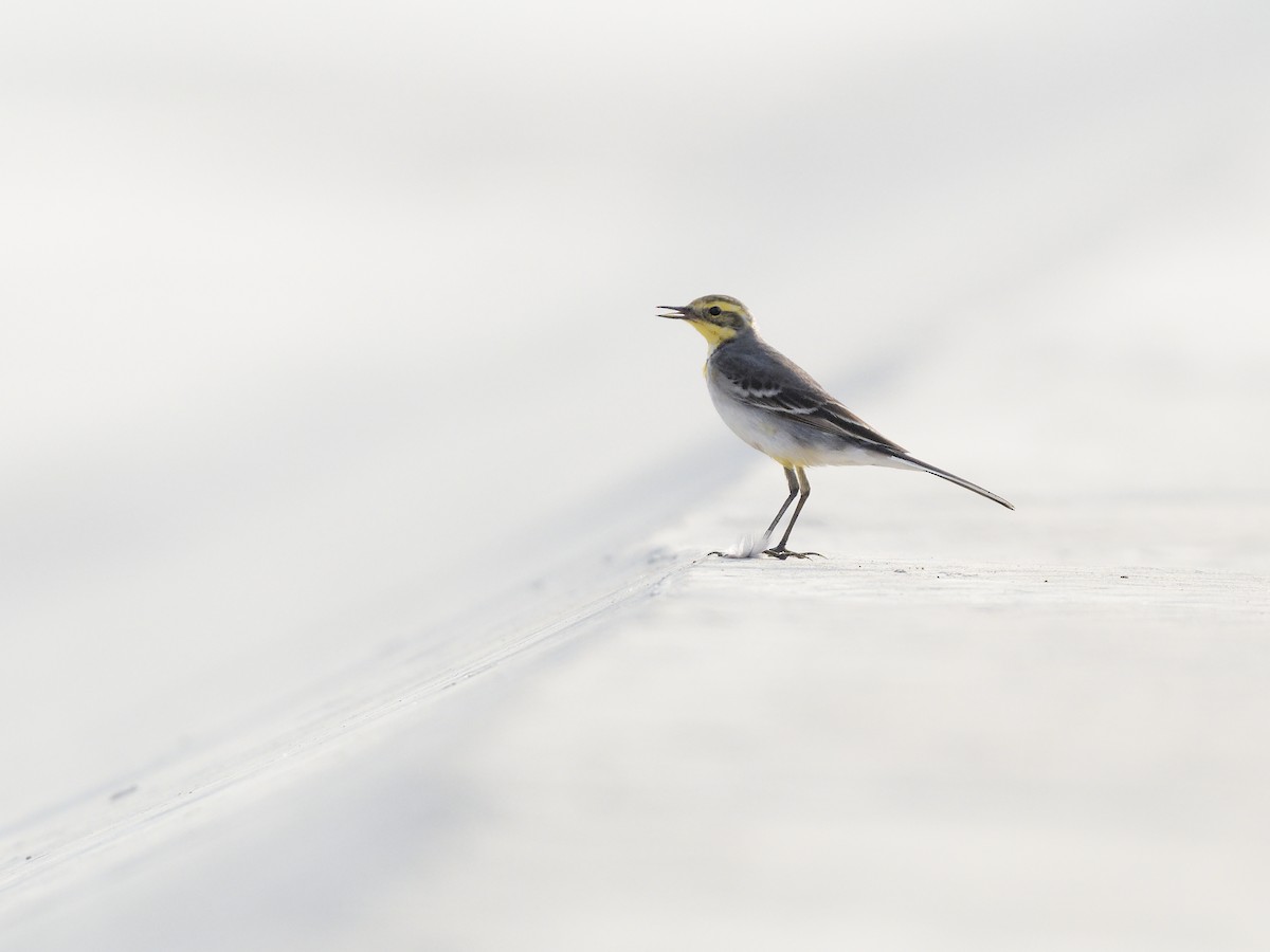 Citrine Wagtail - ML647666753